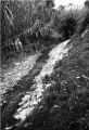 El barranc de Núsols.